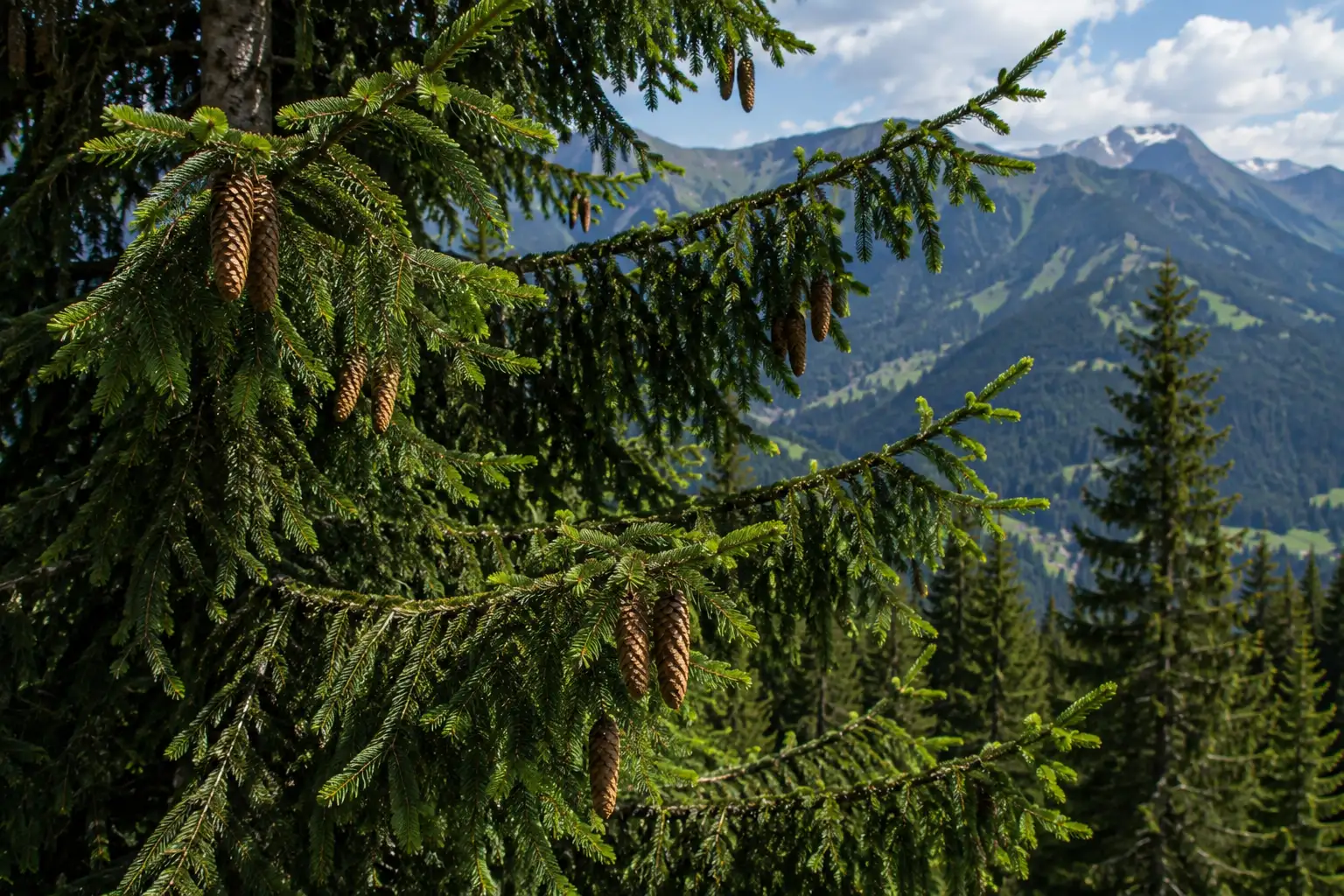 AI illustration of Black Spruce for the AufgussCrew scent wiki