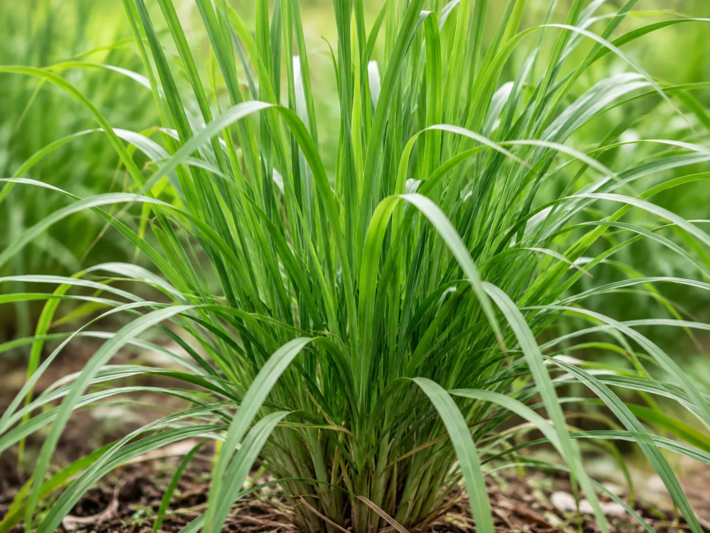 KI-Illustration von Citronella für das AufgussCrew Duft-Wiki