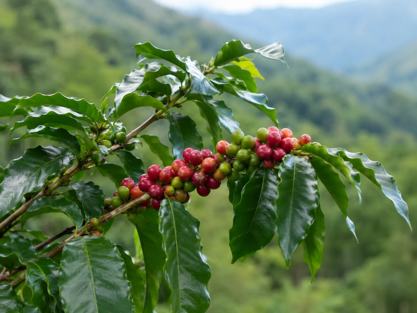 KI-Illustration von Kaffee CO2 für das AufgussCrew Duft-Wiki