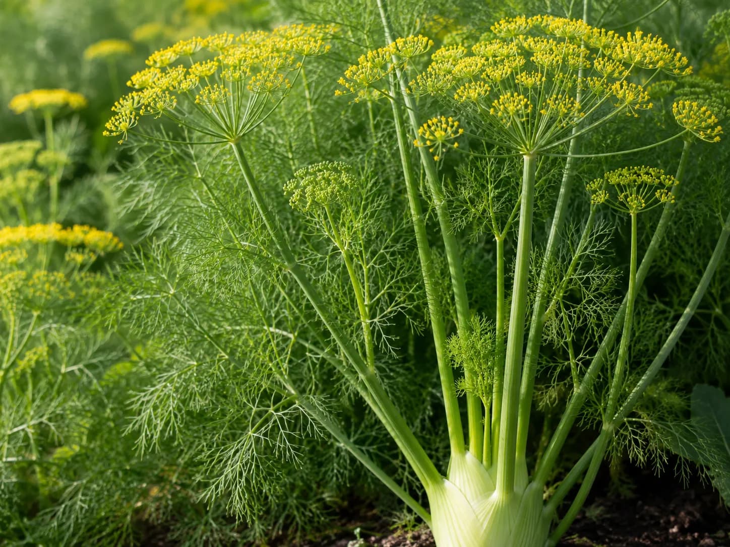 KI-Illustration von Fenchel Süß für das AufgussCrew Duft-Wiki