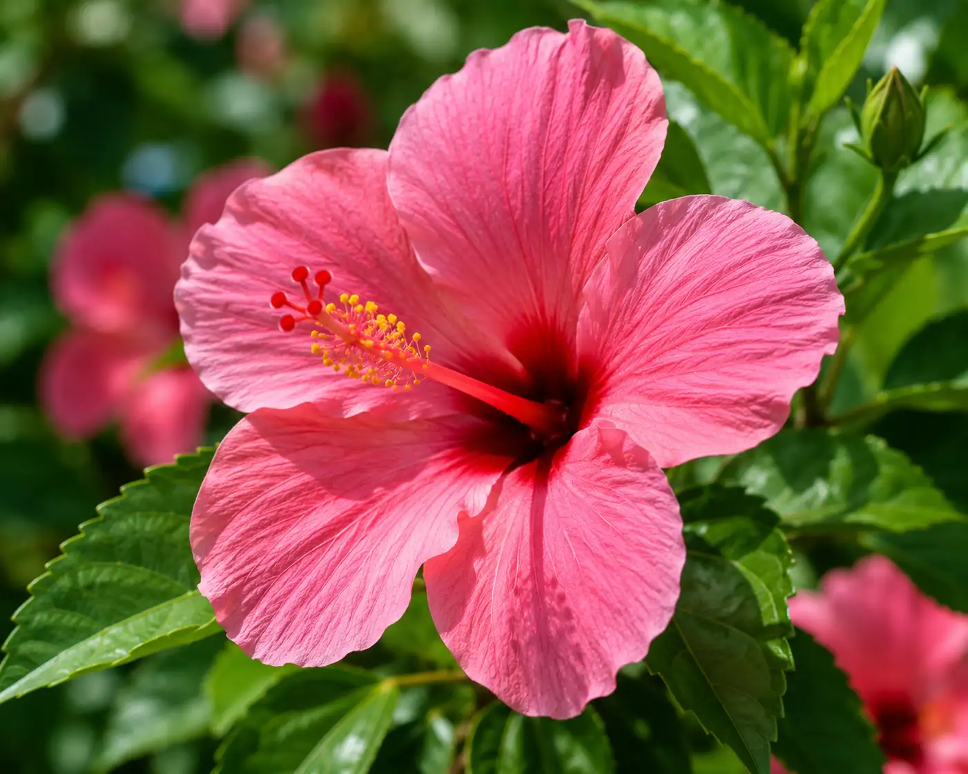 AI illustration of Hibiscus Flowers (Mallow) for the AufgussCrew scent wiki