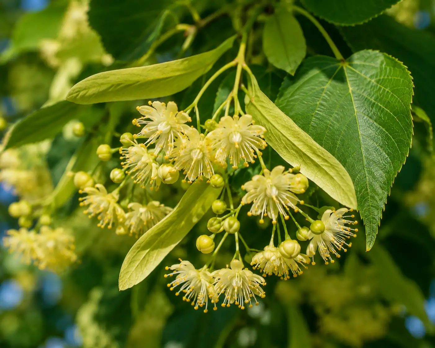 AI illustration of Linden Flowers for the AufgussCrew scent wiki