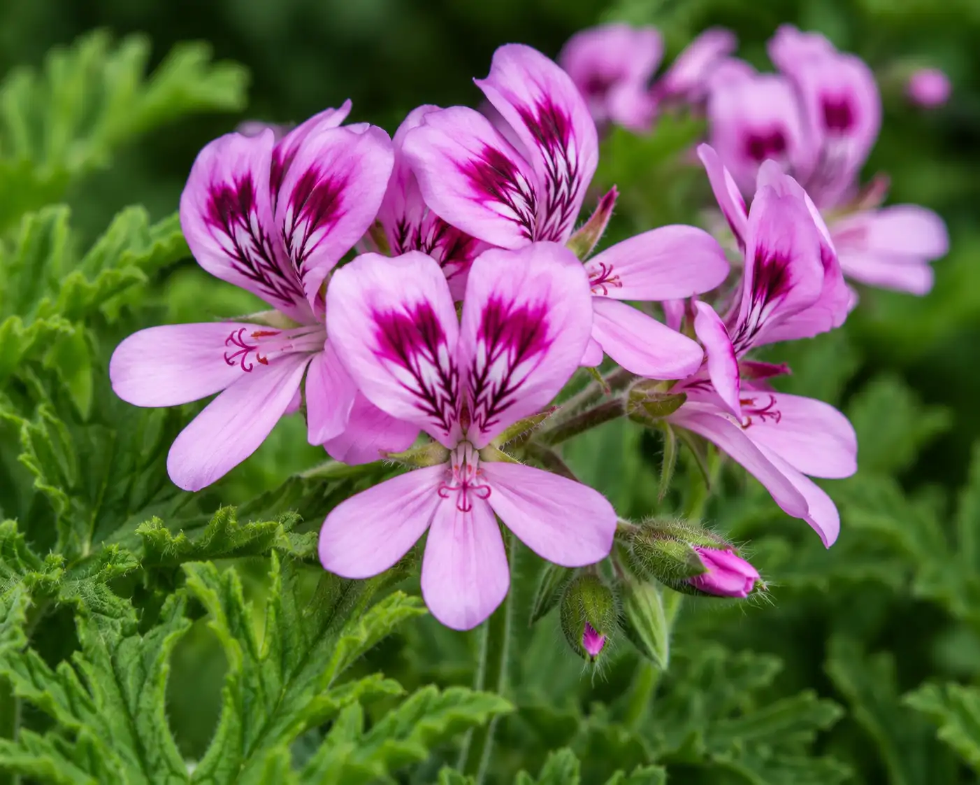 AI illustration of Rose Geranium for the AufgussCrew scent wiki