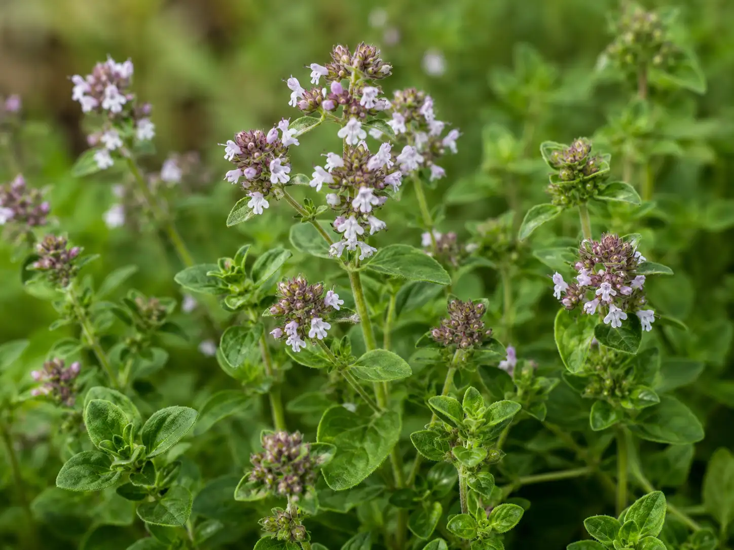 AI illustration of Dried Oregano for the AufgussCrew scent wiki