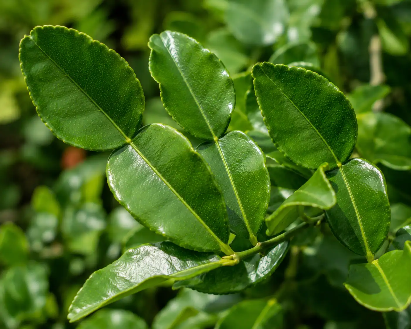 AI illustration of Kaffir Lime Leaf (Combava) for the AufgussCrew scent wiki