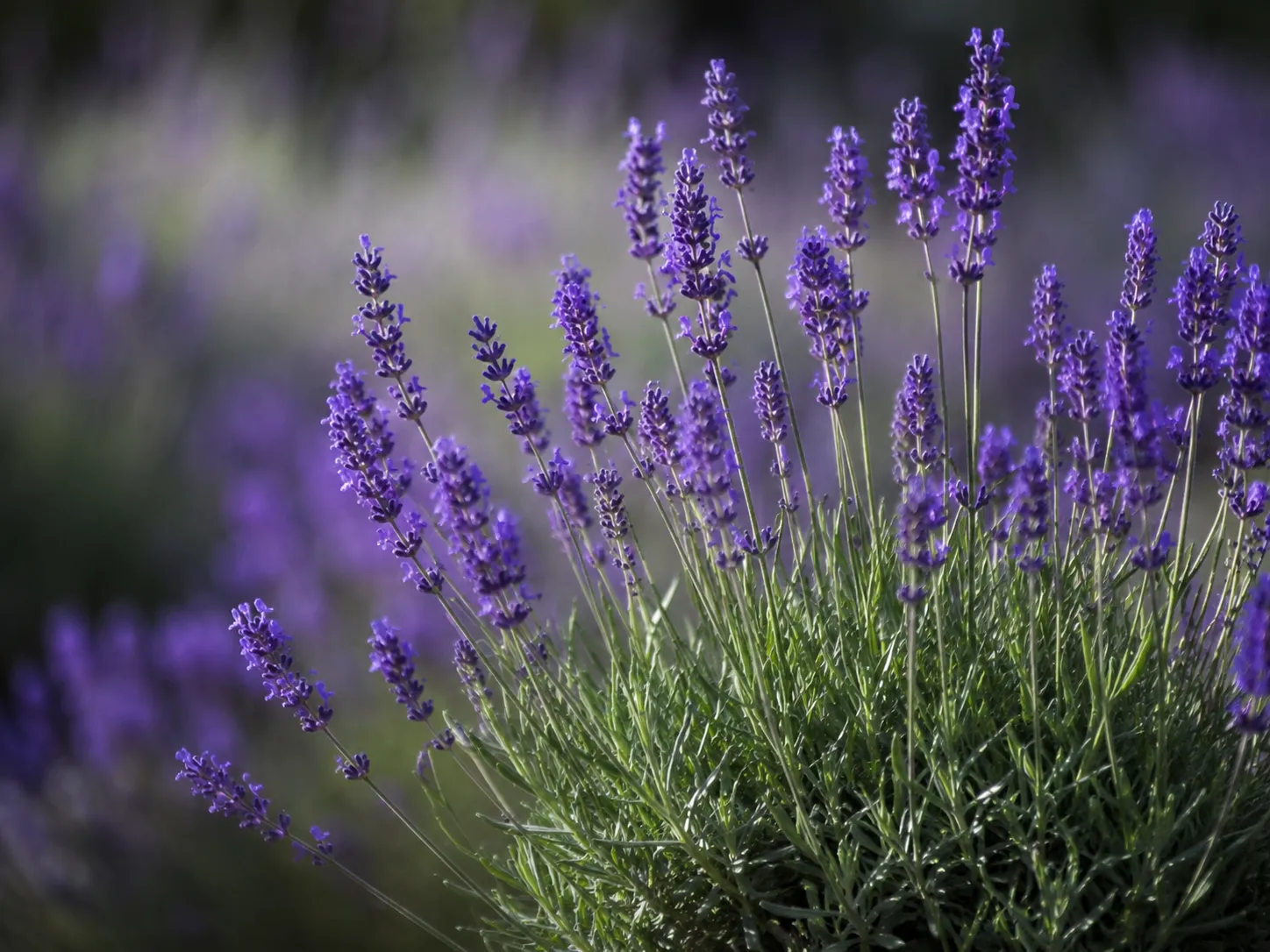 KI-Illustration von Lavendel (Barreme) für das AufgussCrew Duft-Wiki