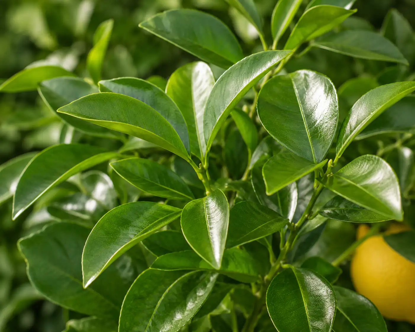 AI illustration of Petitgrain Lemon for the AufgussCrew scent wiki
