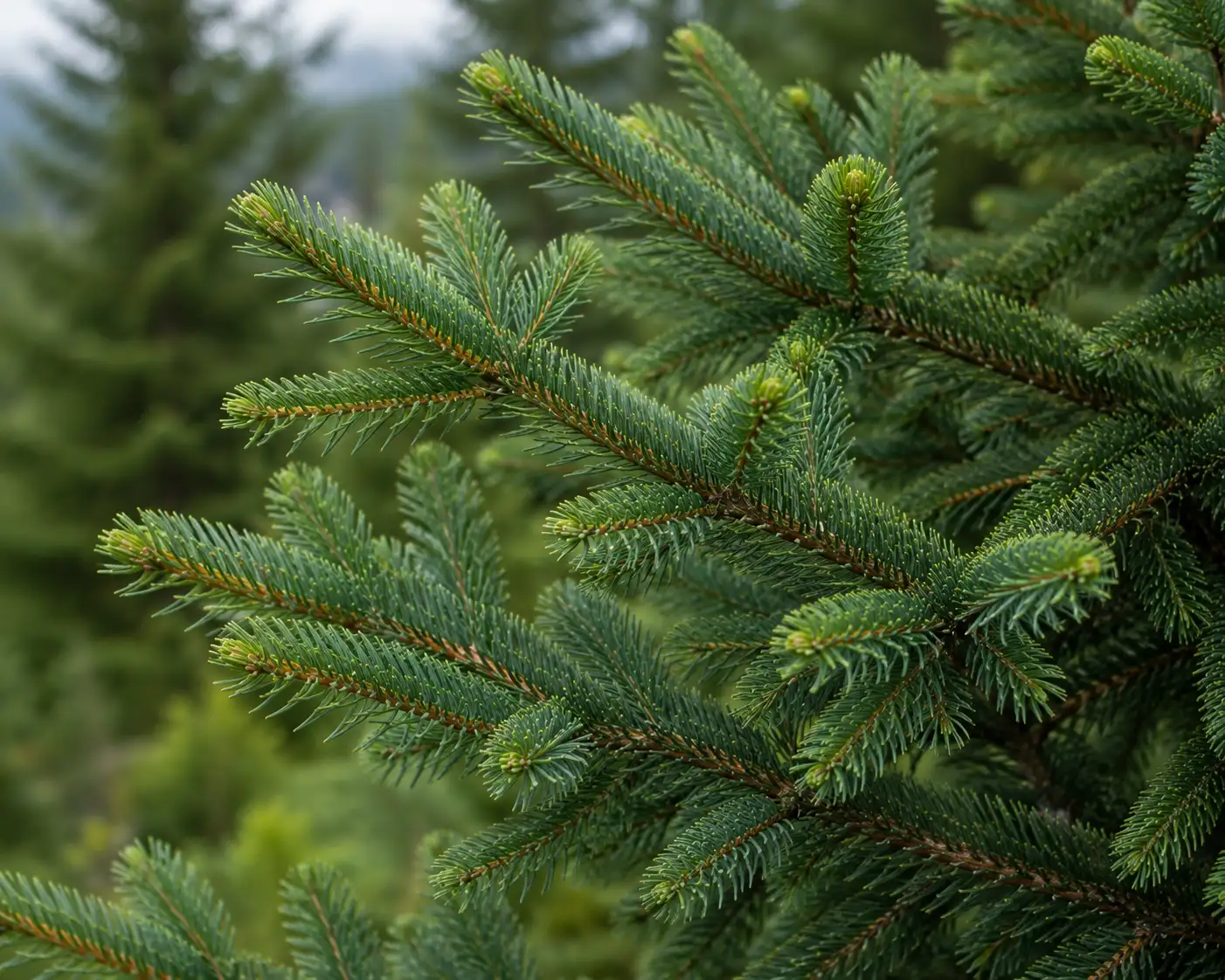 AI illustration of Siberian Spruce for the AufgussCrew scent wiki