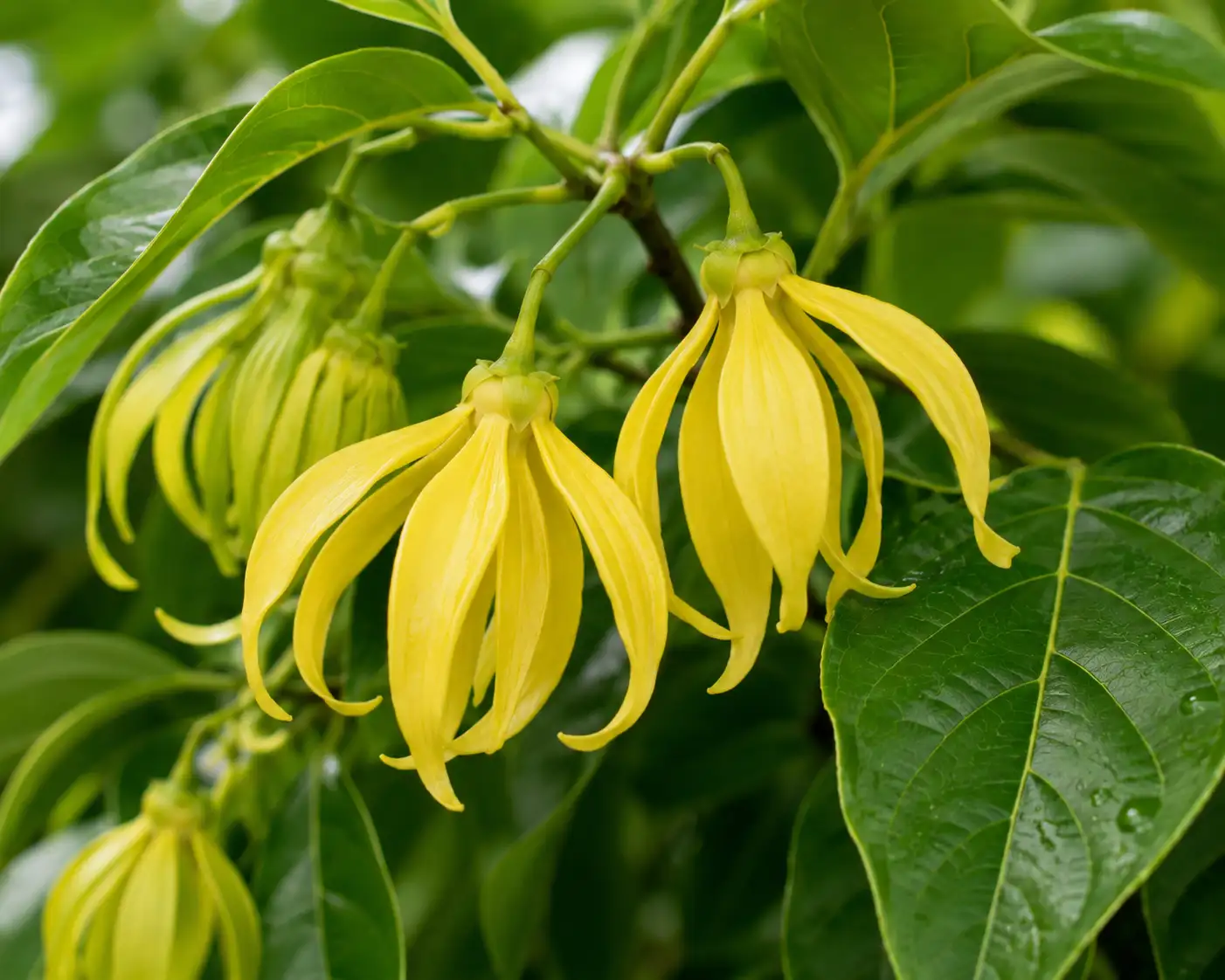 AI illustration of Ylang-Ylang (Complete) for the AufgussCrew scent wiki